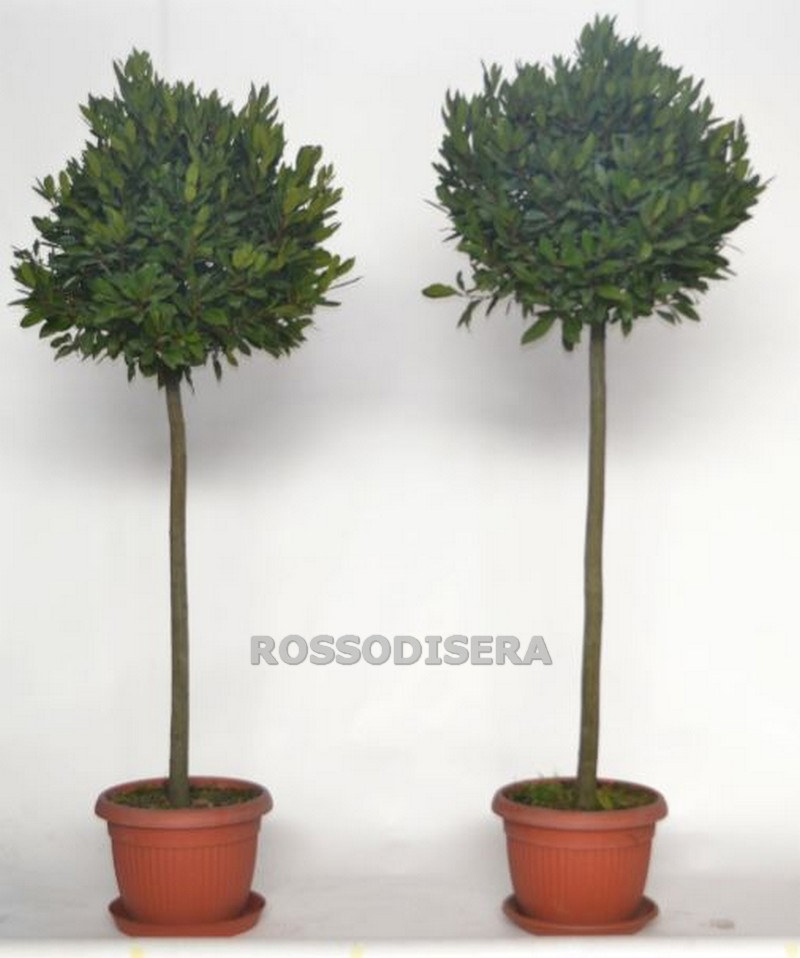 Noleggio Alberelli Alloro- Lauro Nobilis a Milano